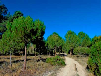 Camino por el pinar