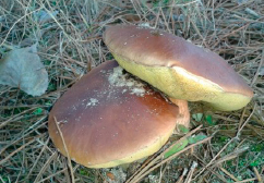 Boletus, calabaza