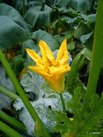 Imagen Flor de calabza