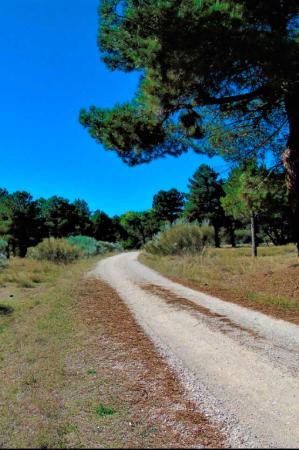 Imagen Senderismo Lastras de Cuéllar - La Ermita y sus Pinares